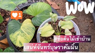 ซื้อต้นไม้เข้าบ้าน เสน่ห์จันทร์บุษราคัมมิ้น 52,000 บาท