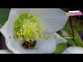 جمال الوجود بذكر الإله للمنشد محمد المقيط [HD]The Beauty of Existence By Muhammad Al Muqit