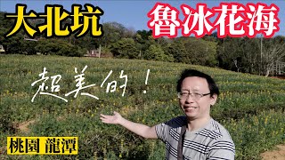 大北坑 魯冰花海 超美的！探訪龍泉步道  悠閒漫步於茶園間 步道終點觀景台 登高望遠的好地方喔！(桃園 龍潭景點 戀戀魯冰花)