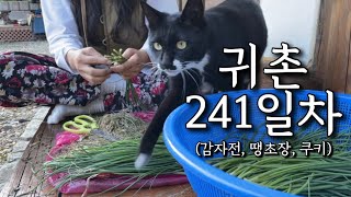 시골일상🎃슈퍼 초대형 호박 수확하고, 폭망요리 대잔치하는 귀촌 일상 브이로그