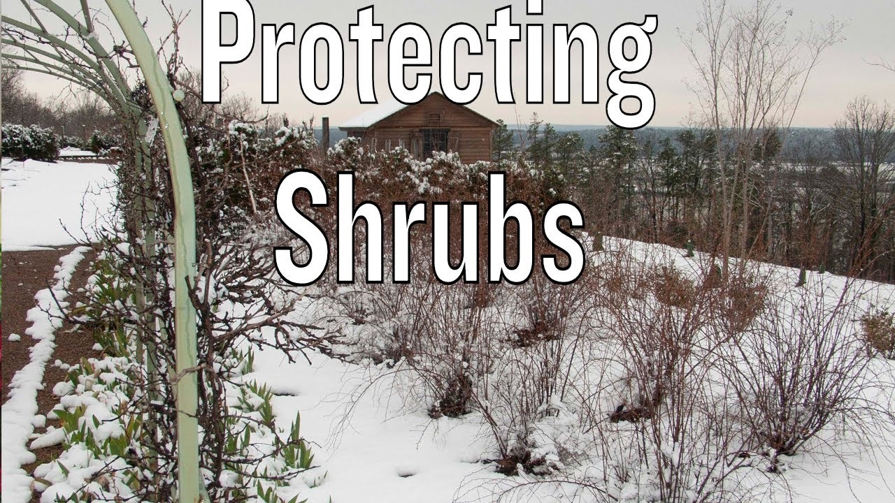 Protecting Shrubs In Winter - YouTube