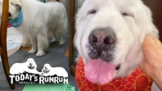 雷が怖いルンルンとそばを離れないアラン　Great Pyrenees　グレートピレニーズ