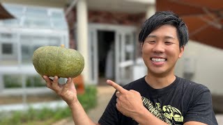 We will show you how to feed hard pumpkins to tortoises.