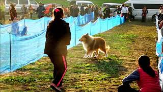 ユウちゃんのチャレンジ！！　＊50ｍ走　犬の運動会＊