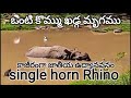 singlehornrhino kaziranga national park assam ఒంటి కొమ్ము ఖడ్గమృగం కాజీరంగా నేషనల్ పార్క్ అస్సాం