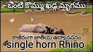 #singleHornRhino#Kaziranga National park #Assam#ఒంటి#కొమ్ము #ఖడ్గమృగం#కాజీరంగా#నేషనల్#పార్క్ #అస్సాం