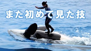 観客驚き！シャチの上でタップダンス！