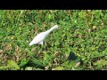 cattle egret has spotless white feathers u0026 yellow beak in marsh at orlando wetlands christmas