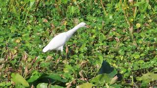 Cattle Egret has Spotless White Feathers \u0026 Yellow Beak in Marsh at Orlando Wetlands! Christmas