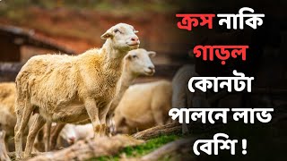 ক্রস নাকি গাড়ল কোনটা পালনে লাভ বেশি ? ভেড়া পালন পদ্ধতি