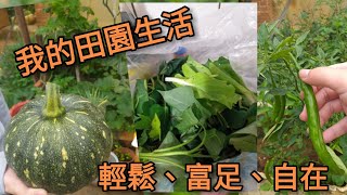 [生活-種植]小小的有機菜園。種菜、養雞一起來~