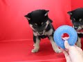 柴犬男子12月11日生まれ　ひも