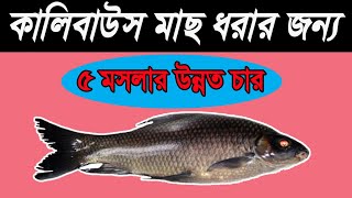 কালিবাউস মাছের পাঁচ মসলার চার || Char Recipe With 5 Spices for Kalibaush Fish || Showkhin Fishing