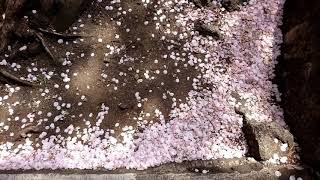 グーグルフォト『』【京王井の頭線駅周辺の桜】