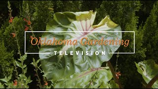 All-America Selections: Colocasia ROYAL HAWAIIAN® Waikiki