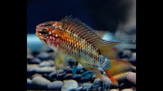 2/3【DC短鯛坊】B血紅維吉塔短鯛 No.B7【DwarfCichlid】