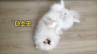 어디서든지 배 까고 자는 댕청미있는 강아지ㅋㅋ / A strange lying dog.