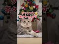 メリークリスマス茶々まるちゃんでした クリスマス 猫好き ねこ cutecat 猫のいる暮らし スコティッシュフォールド