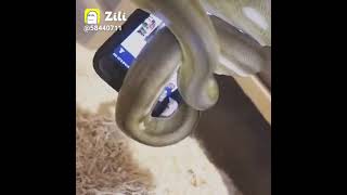 Snake eating mobile phone 😱 2M