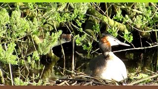 Fuut en hermelijn, spannende confrontatie/Great Crested Grebe and Stoat, thrilling confrontation.