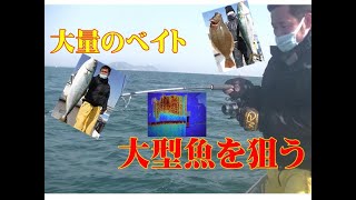 【海釣り情報】伊勢湾は大量のベイトだらけ！さぁジグれ！