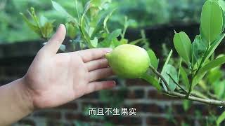 柠檬遇到红蜘蛛和蚧壳虫？老花农教你一招，安全高效杀虫