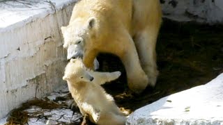 シロクマの赤ちゃん『ホウちゃん』💗ユーフォ―キャッチャーにつかまる　Polar bear baby \