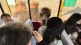 Nan Jing Jin niu lake safari park 南京金牛湖野生动物王国