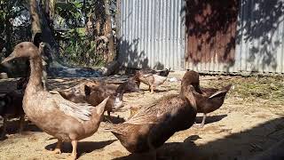 Amazing Ducks Farming in Bangladesh | Khaki Campbell Duck Farm | Bird And Animal P481