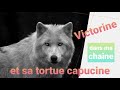 Victorine et sa tortue capucine