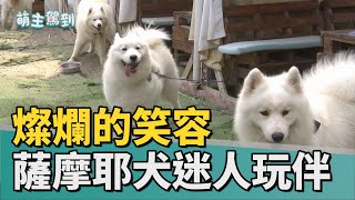 萌主駕到 │  燦爛的笑容薩摩耶犬迷人好玩伴