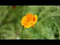 poppy at university blvd vancouver bc june 20 2024 4k bike view