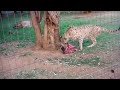 cute cheetah meowing