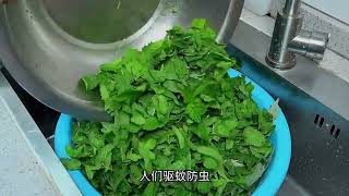 端午节传统习俗：艾草干枯，香味散，端午节后何时取