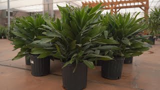 dracaena janet craig compacta @ greengate Garden Centres