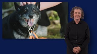 Fire Planning for Pets - Auslan