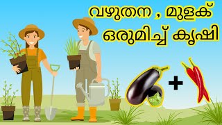 🍆🌶️ ഇനി വീട്ടിൽ തന്നെ വഴുതന, മുളക് കൃഷി  How to Plant Eggplant \u0026 Chili Together for Amazing Results!