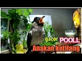 Anakan kutilang mulai GACOR