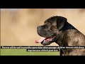 cane corso neapolitan mastiff mix is it your ideal pet dog