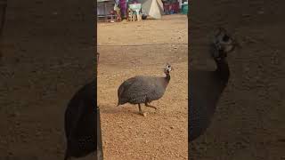 ไก่ต๊อก guinea fowl. #northeast #thailand