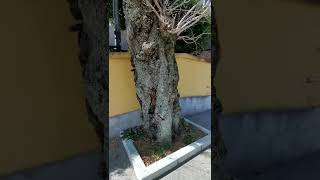 伊豆山神社　(海辺の・走り湯からー伊豆山神社まで歩いて見ました。)源頼朝、徳川家康、歴代の皇族、空海、等などが歩いたであろう道？