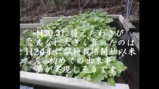 H31 4 6wasabi現況