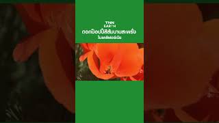 ดอกป็อปปี้สีส้มบานสะพรั่งในแคลิฟอร์เนีย | TNN EARTH | 26-04-23
