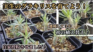 実生３年目のグラキリスを植え替え！　〜かめぞー☆ちゃんねる　150クラッチ目〜