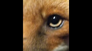 Fox Touches Camera