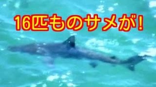 7日は16匹のサメが確認