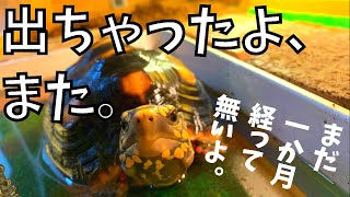 【爬虫類飼育】出ちまった。　アカアシガメ飼育記録#21