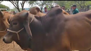 Feira do Gado. 03/02/2025 em canafístula de Frei Damião. Alagoas. #nordeste - Brasil