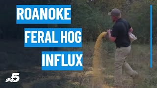 Roanoke leaders go extra mile to address feral hog influx, property damage