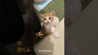 赤ちゃんネコに流行りのあぱつを歌ってもらった #保護猫 #茶トラ #catvideos #dreamface